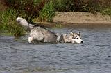 ALASKAN MALAMUTE 645